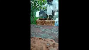 Как я заселял пойманый рой пчёл.