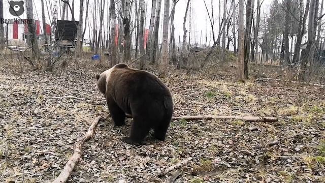 Мансур наводит порядок