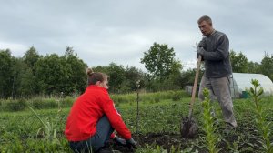 ДАЧА 23.06.25 ПОСАДИЛИ НОВЫЕ ЯБЛОНИ