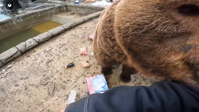 Первые камушки от подписчиков прибывают в вольер к Мансуру