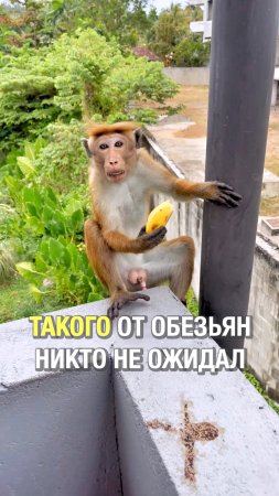 Как ведут себя обезьяны на Шри-Ланке
