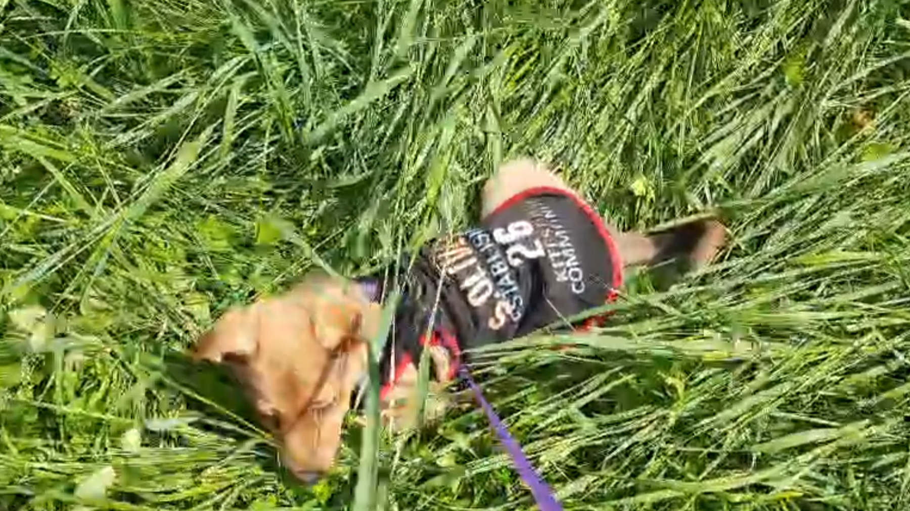 СОБАКЕН - ВАЛЯКИН ТРАВУ ХРУМ - ХРУМ 🐶