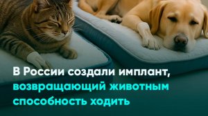 В России создали имплант, возвращающий животным способность ходить