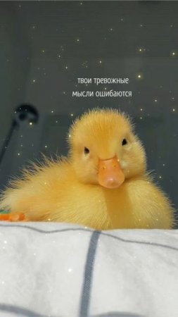 1002315032.Спокойствие!😌 Только Спокойствие! ©DegDi🔥