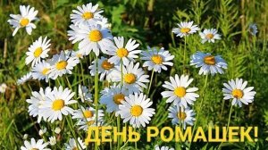 24.06.25 - День ромашек
