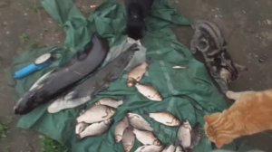 Рыбалка на карася в Июне.🎣2025