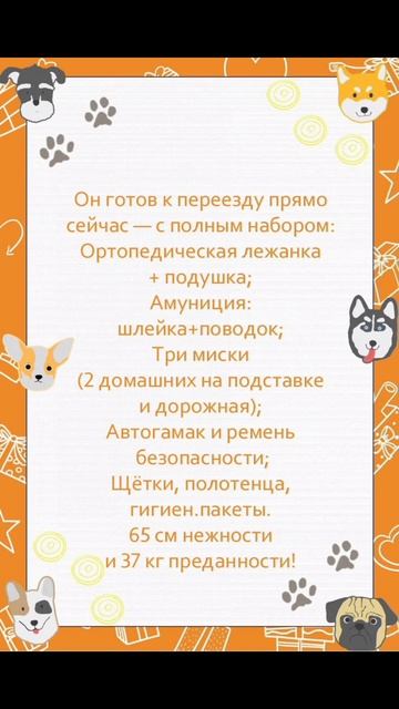 🐾 Бейли в приюте, но заслуживает настоящий дом! 💔