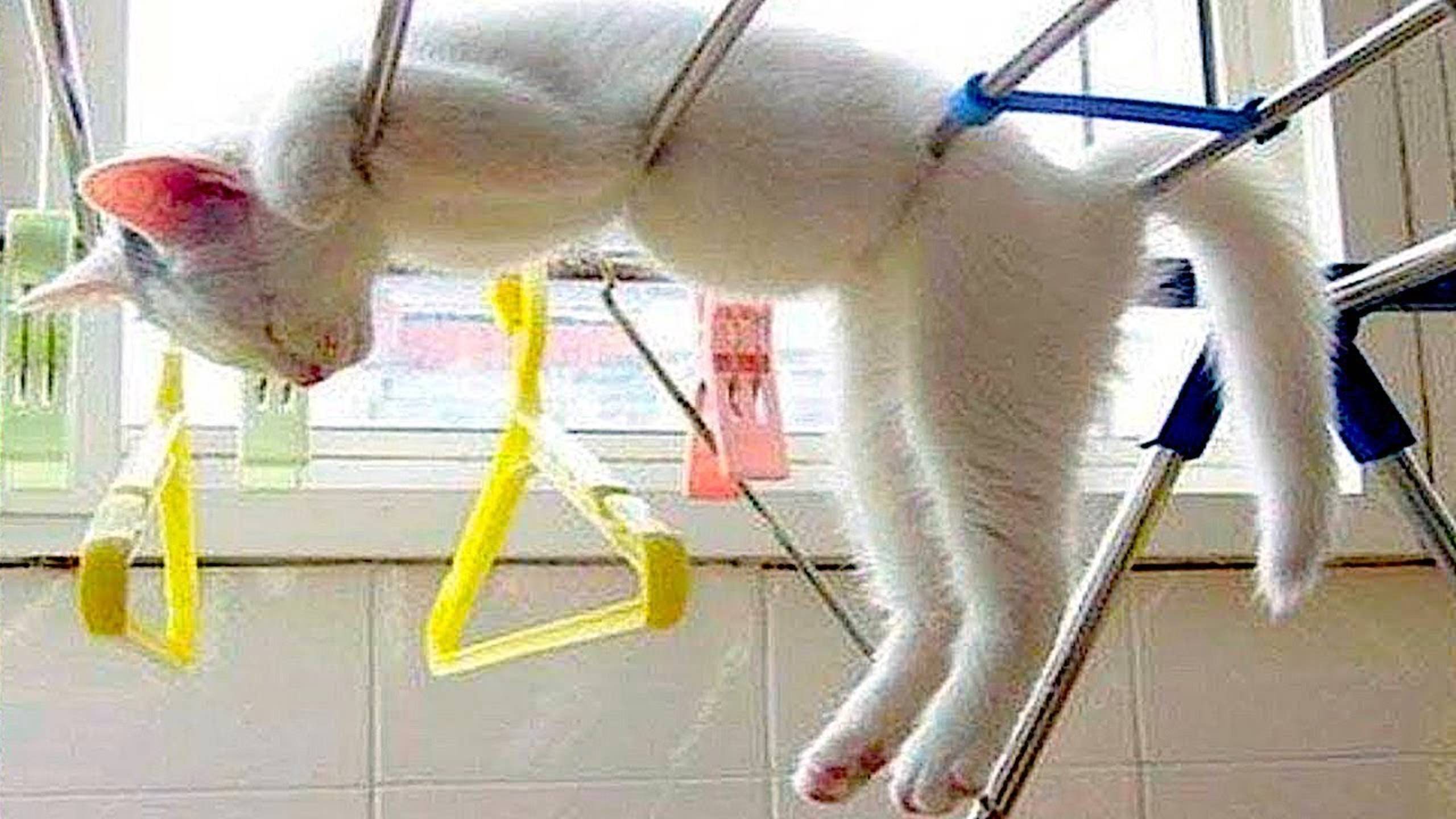 СМЕШНЫЕ КОТЫ 2025 ЛУЧШИЕ ПРИКОЛЫ С КОТАМИ, КОШКИ, КОТИКИ, СОБАЧКИ, СМЕШНОЕ ВИДЕО