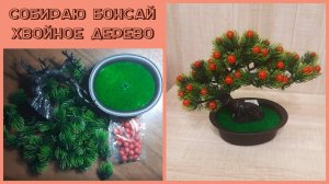 CrisstaiL  Бонсай сосна с шишичками в горшке. Набор - Сделай сам.