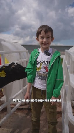 Зачем коровкам 4 желудка