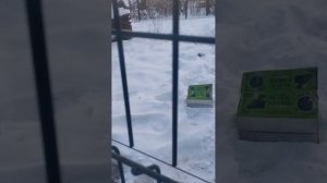 Медведь Мансур видео