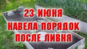 23 июня. После дождей привела в порядок огород и цветник