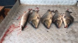 улов на большом водоёме