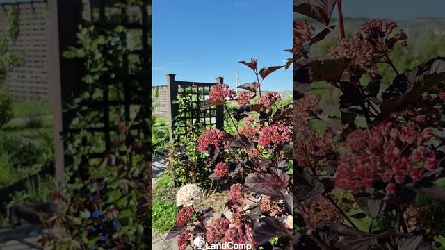 Лучшие кустарники в июне