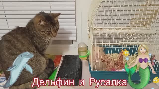 Дельфин 🐬 и русалка 🧜♀️ не пара💔❣️