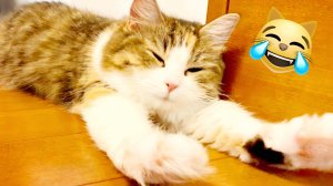 Смешные животные😹 приколы котиков😹 смешно😹 прикольно