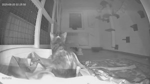 Ночные съемки из котодомика