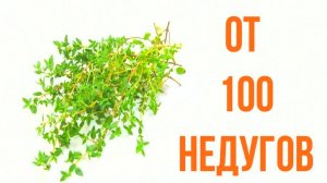 ТИМЬЯН ЛЕЧИТ ПОДЖЕЛУДОЧНУЮ ЖЕЛЕЗУ И ПЕЧЕНЬ / 100% РАБОТАЕТ! Избавься от панкреатита, язвы и боли!