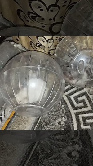 Хомяки в прогулочных шарах
