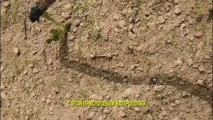 Полоть картошку стало проще и быстрее