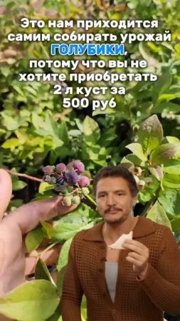 Приходится самим собирать урожай голубики