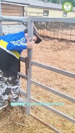 На Планете коров дети с радостью кормят телят🐄💖 
Дети учатся заботиться о маленьких друзьях