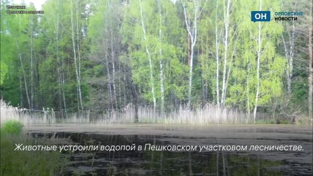 Пьющие лоси попали в объектив фотоловушки