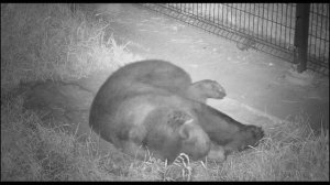 К медведю Мансуру ночью пришел его старый друг  Mansur bear is visited by a hedgehog friend