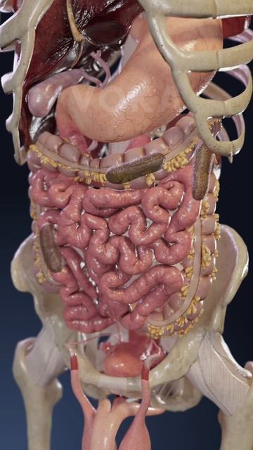 Запор: 3D визуальное исследование #meded #anatomy #3dmodel