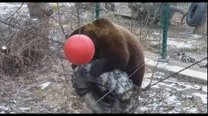 Медведь Мансур и покатушки на покрышке  Mansur the bear and riding on a tire
