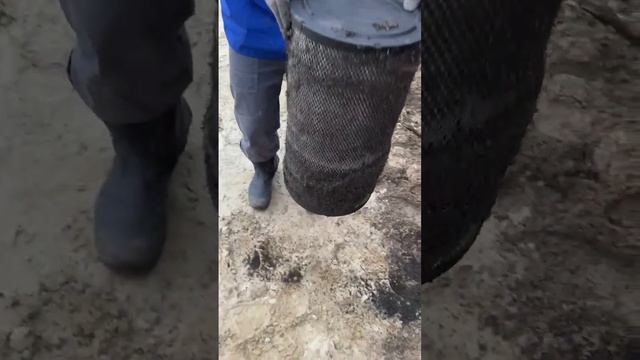 Комаров нет на севере. Котлеты из комаров делать будем?