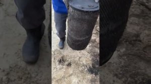 Комаров нет на севере. Котлеты из комаров делать будем?