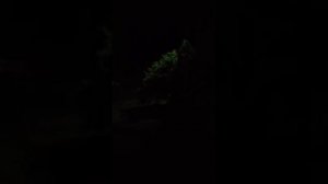 Троицкая травля в разгаре