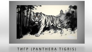 Хищные кошки. Презентация