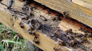 Очередной заезд на пасеку. В ожидании медосбора, дягель цветёт.