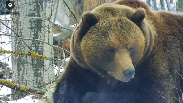 Морозное медвежье дыхание❄️