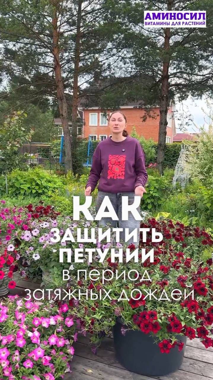 🌧 Защита петуний в период затяжных дождей 🌧