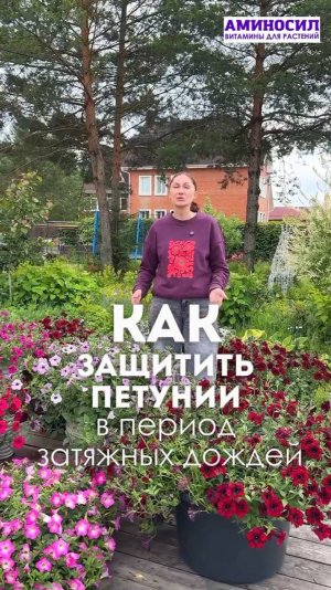 🌧 Защита петуний в период затяжных дождей 🌧