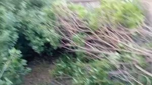 Онуфриево. результат.