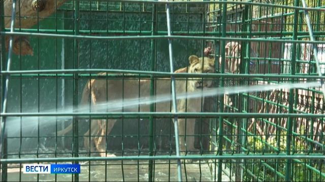 В Иркутске - больше 30 градусов. Как люди и животные борются с жарой