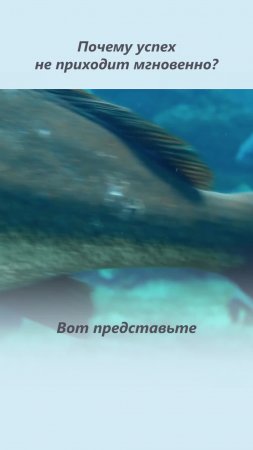 Вот почему 95% людей не станут успешными! ЭТА секретная фраза поможет стать успешными!