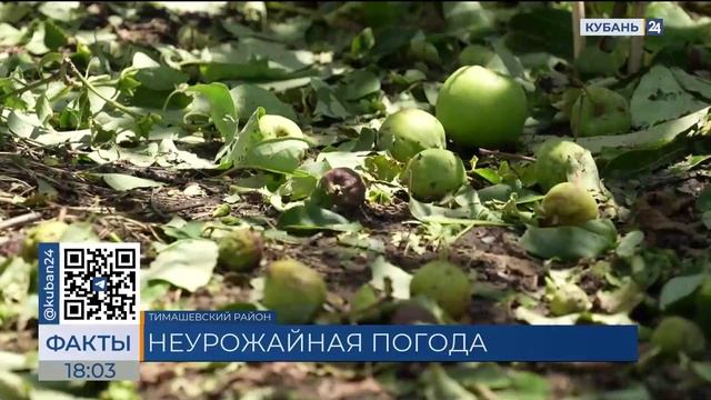 Сильный град побил урожай овощей и фруктов на Кубани