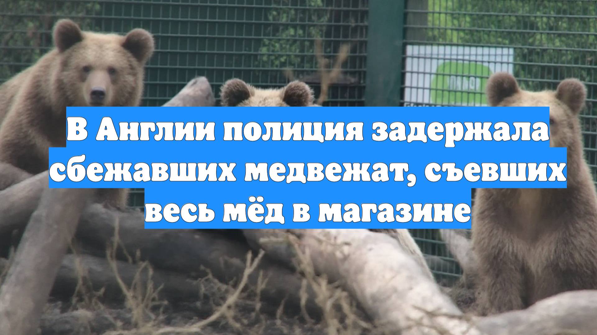 В Англии полиция задержала сбежавших медвежат, съевших весь мёд в магазине