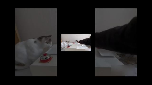 🤣🖤/СМЕШНЫЕ ЖИВОТНЫЕ🤣
5/серия)🤣