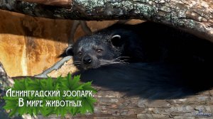 Ленинградский зоопарк. В мире животных (2025)