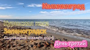 Калининград. День третий 1 часть. Куршская коса, Зеленоградск, сыроварня шаакен дорф