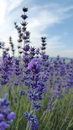 Июнь в Крыму пахнет лавандой