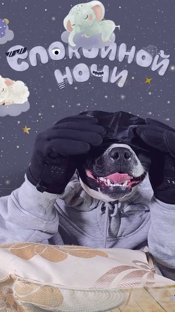 Колыбельная для собак  – сердце тает! 🐕💤 #стаффи #баюбай #засыпает #спокойнойночи #спит #музыка