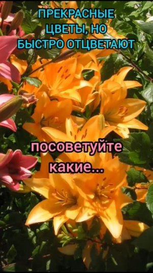 Лилии - чудесные цветы