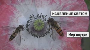 ИСЦЕЛЕНИЕ СВЕТОМ | Откройте Канал Космическим Энергиям и Активируйте Самоисцеление